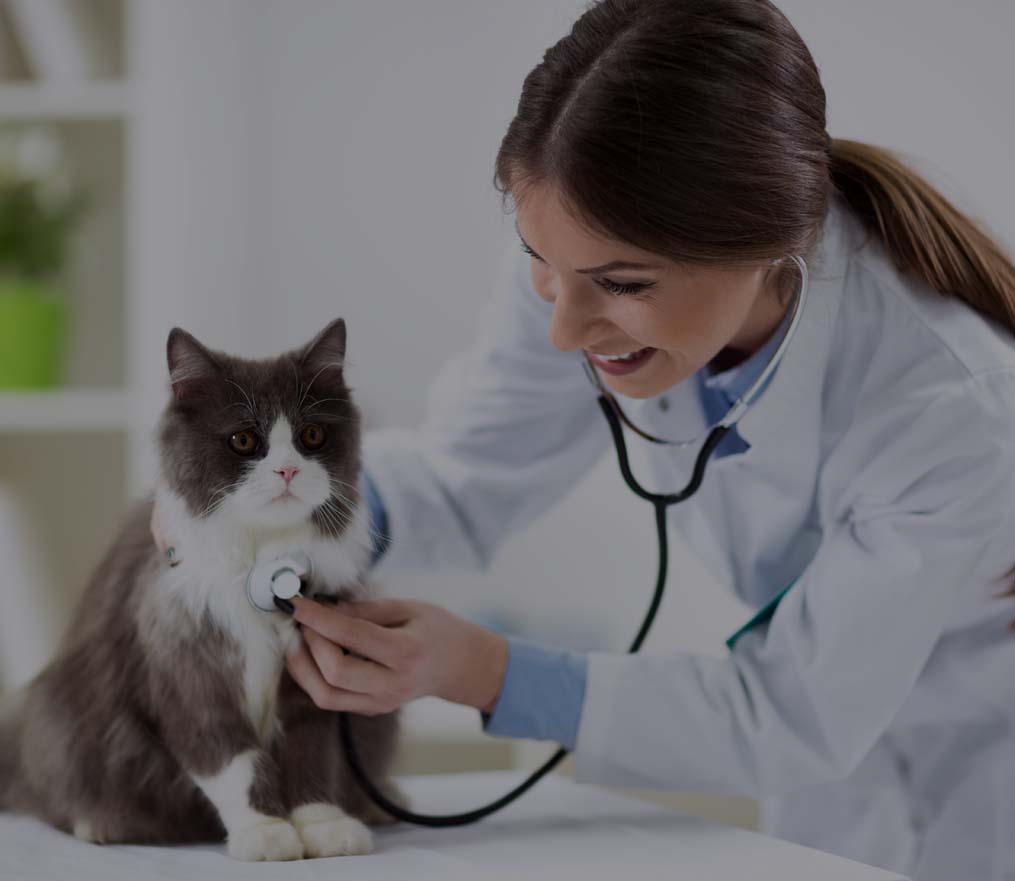 Clinique Vétérinaire PK3 : vétérinaire pour chats à Cholet dans le Maine-et-Loire (49)